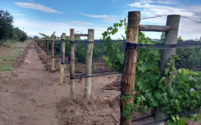 PROSAP aprobó 10 proyectos para bodegas y productores mendocinos