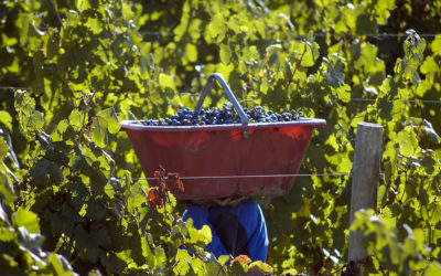 COVIAR celebra la firma del acuerdo que logró contemplar las prioridades  de la cadena de valor del vino