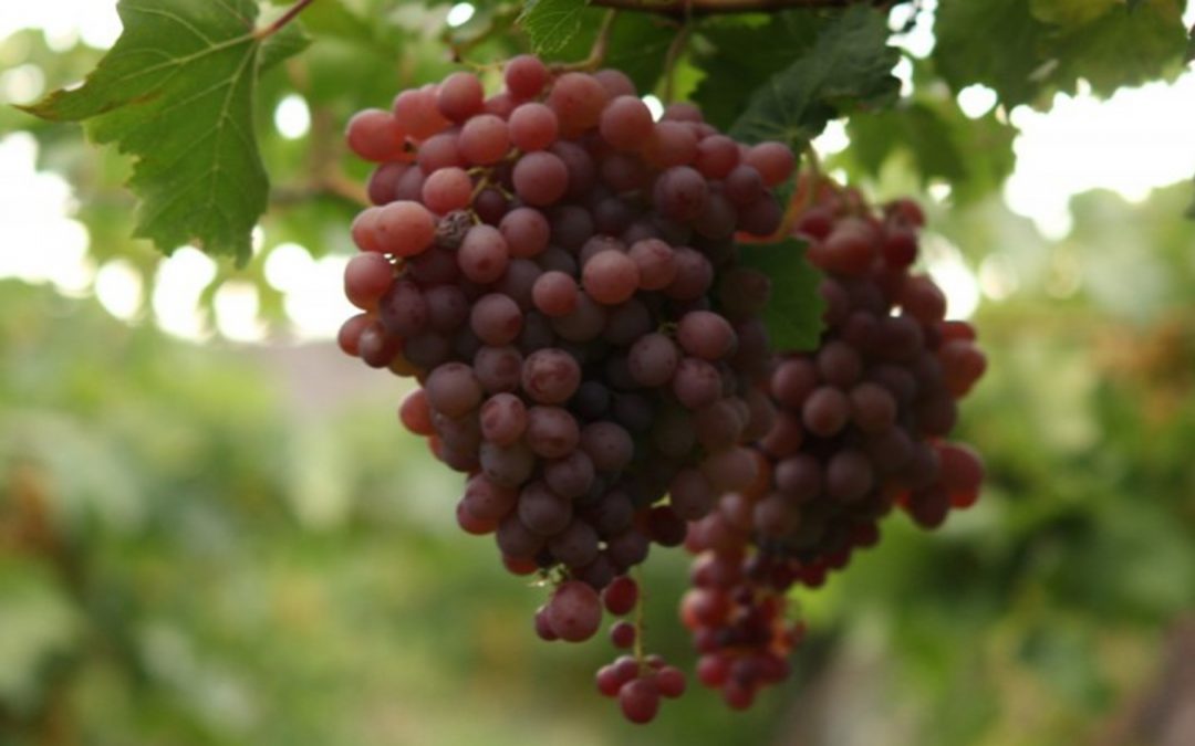 Brasil facilitaría en breve el ingreso de la uva en fresco de Argentina