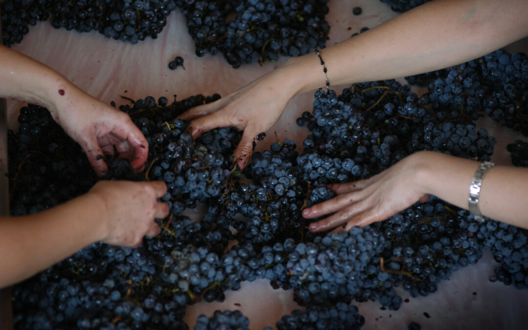 El efecto multiplicador de la vitivinicultura y su potencial de crecimiento exportador