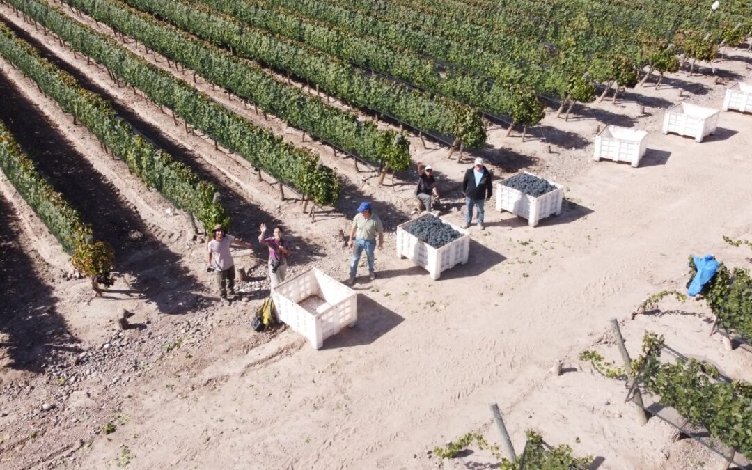 Con el apalancamiento de créditos preferenciales, se invierten $26,5 millones en la vitivinicultura de Mendoza y San Juan