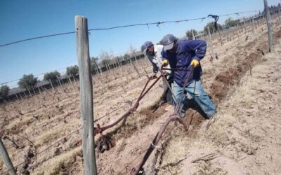 3.538 productores vitivinícolas de siete provincias recibieron ayudas del fondo por $500 millones para sostener su actividad