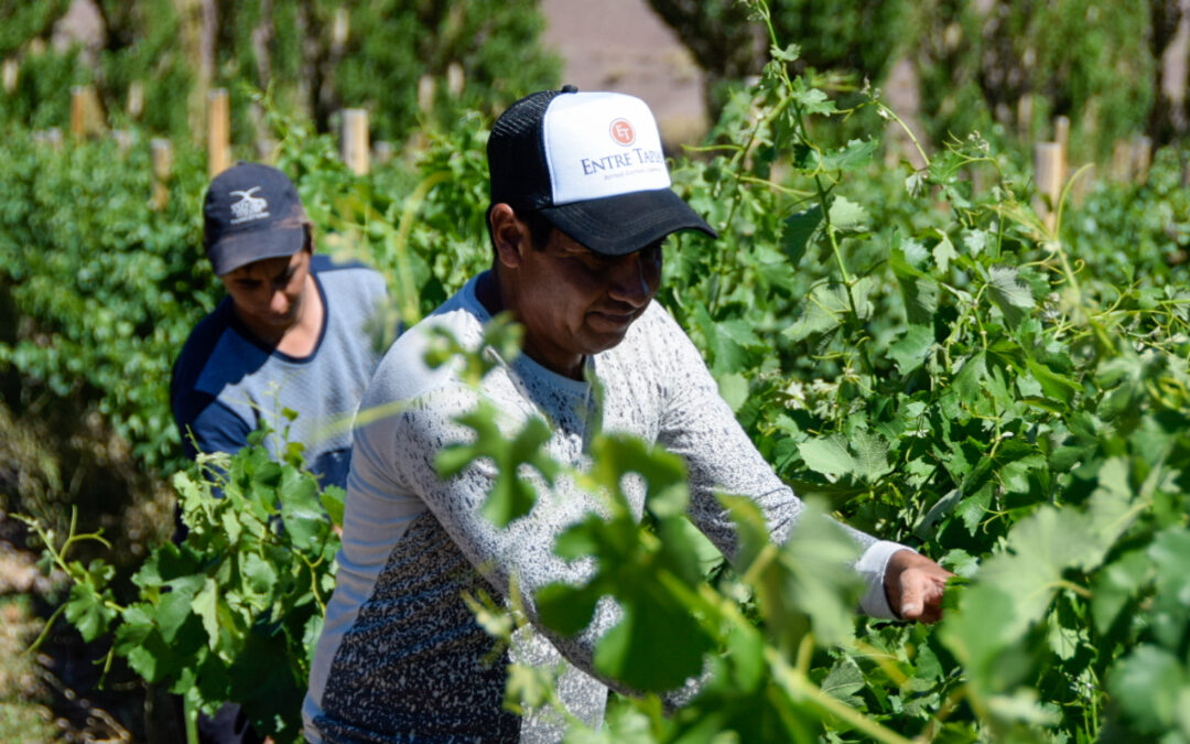 Herramientas para la valorización de la vitivinicultura de San Juan