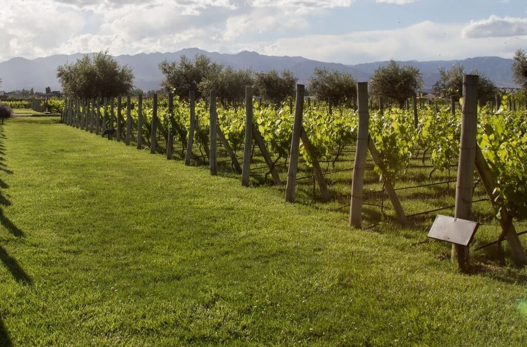 Jornadas para agregar valor a la vitivinicultura del Oasis Sur de Mendoza