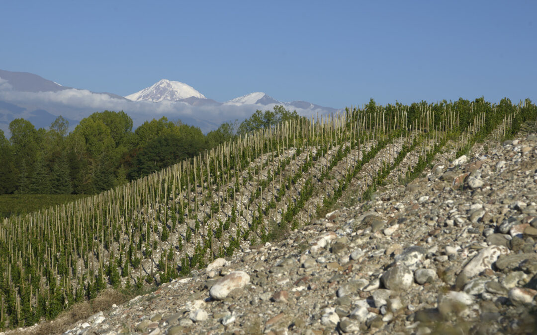 Acciones para valorizar productos y regiones vitivinícolas de Valle de Uco