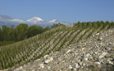Acciones para valorizar productos y regiones vitivinícolas de Valle de Uco