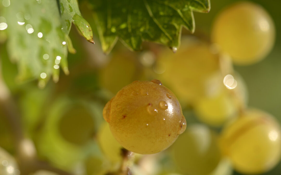 Asesoramiento y formación para el cálculo de huella ambiental y carbono neutralidad en la vitivinicultura