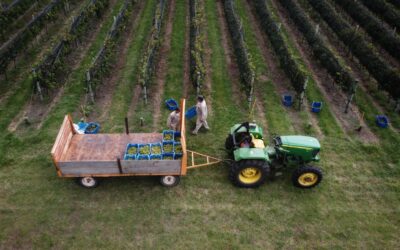 La Calculadora de Huella de Agua y Carbono de la vitivinicultura logró el aval de SGS