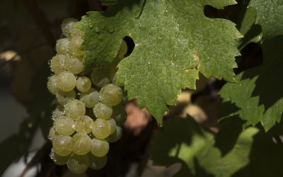 COVIAR y la Sociedad Rural Argentina unen fuerzas para impulsar la sostenibilidad en la vitivinicultura