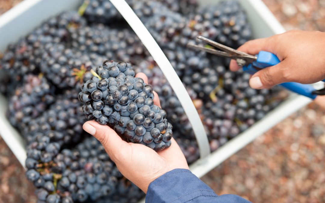 La vitivinicultura argentina en clave de futuro: sustentabilidad, alianzas y proyección global