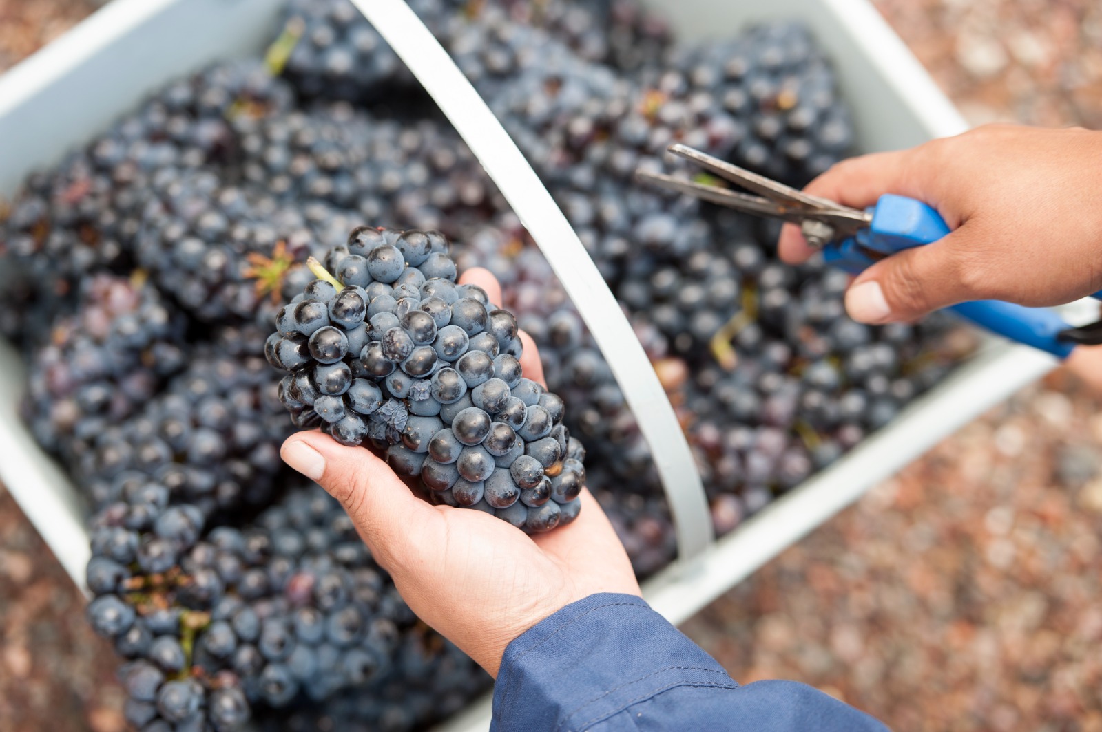 La vitivinicultura argentina en clave de futuro: sustentabilidad, alianzas y proyección global