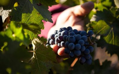 El Programa Federal de Vitivinicultura Orgánica está en marcha