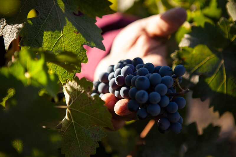 El Programa Federal de Vitivinicultura Orgánica está en marcha